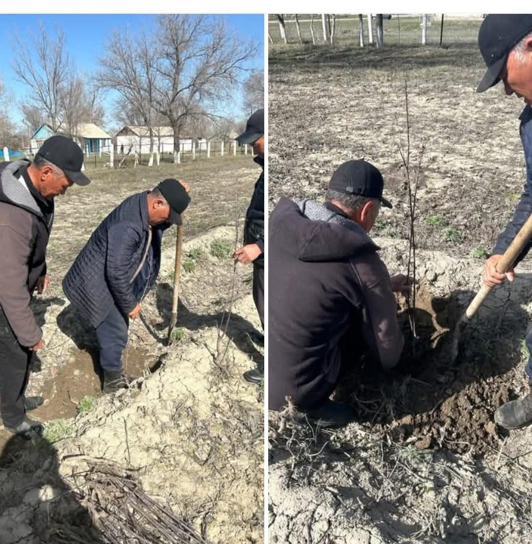 Мемлекет басшысының су тасқынына ұшырамаған жерлердің көшелері мен мекеме ауласын тазарту және абаттандыру науқанына орай мектеп ауласына 60 түп жеміс ағашы, 10 түп Сирень ағашы отырғызылды.